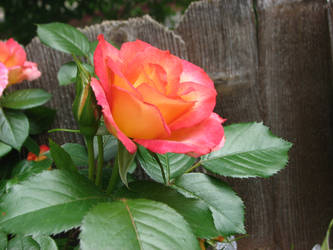 Rose With Leaves