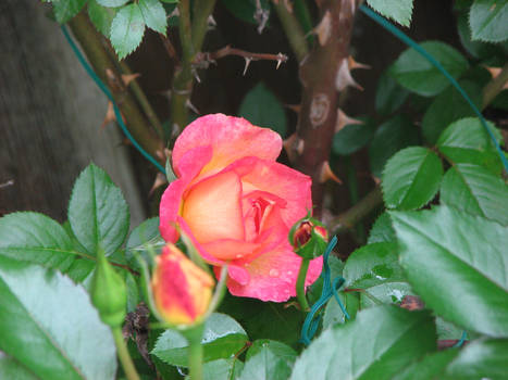 Partial Open Rose With Buds