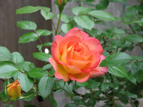 Full Rose With little Bud