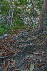 Beautiful forest Steps In Australia by manuelo-pro