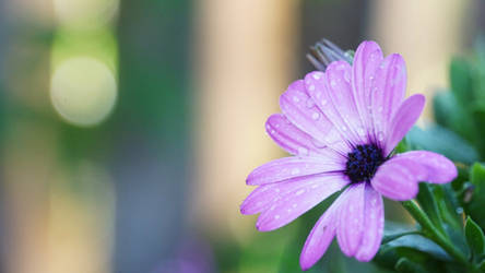 Purple Flower by manuelo-pro
