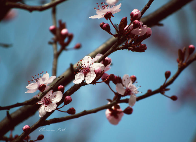 Cheery Blossom