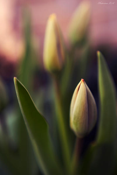 Tulips