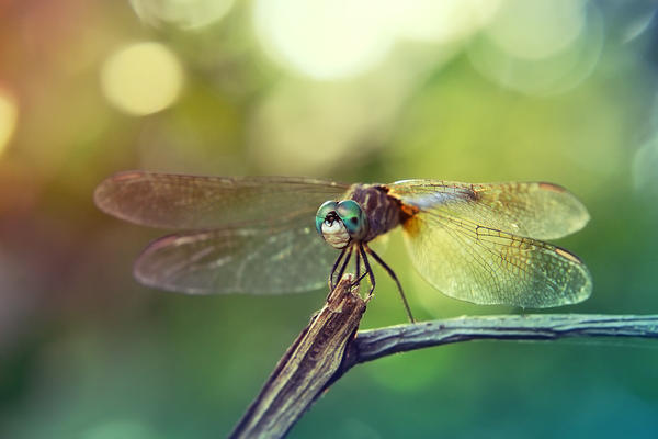 Dragonfly