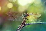 Dragonfly by Spademm