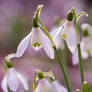 Snowdrops