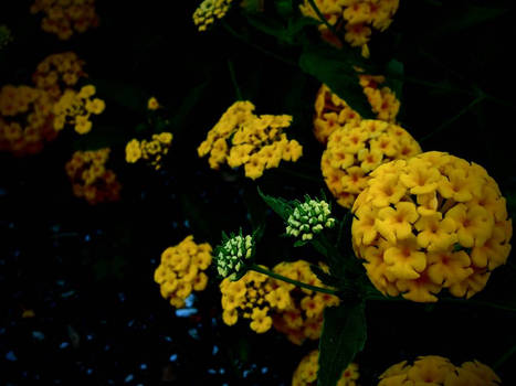 Yellow flowers