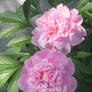 Peonies