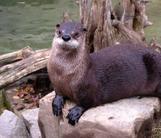 River Otter 426