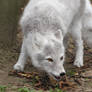 Arctic Fox 496