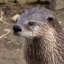 River Otter 531