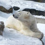Polar Bear 524