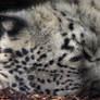 Sleepy Snow Leopard 585
