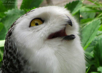 Snowy Owl 647