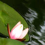 Water Lily 653