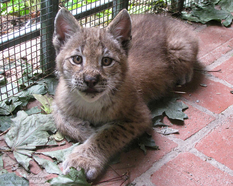 Lycan Cub Lynx Cub 667 by caybeach on DeviantArt