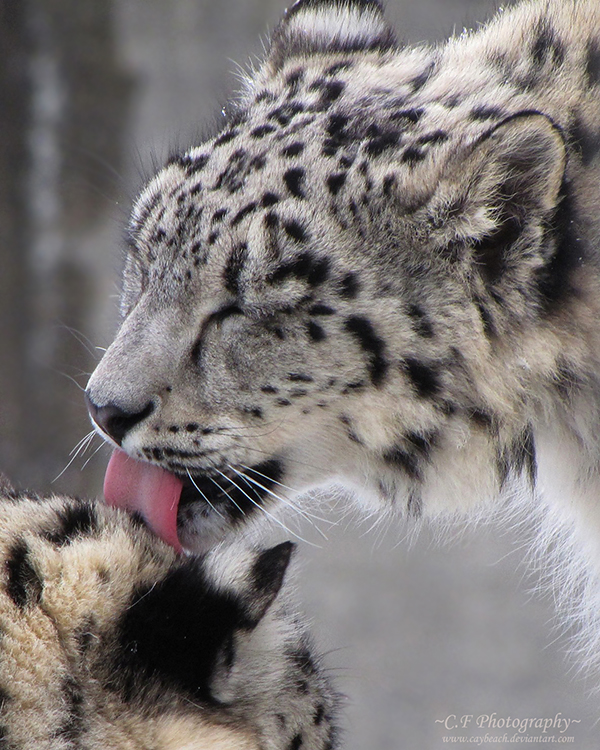 Snow Leopard Love 735