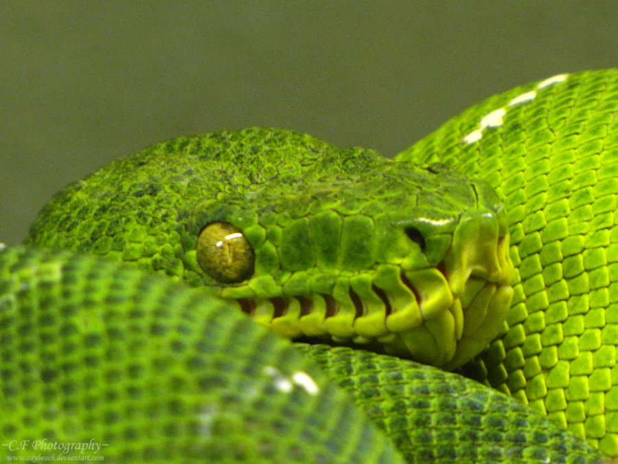 Emerald Tree Boa 563