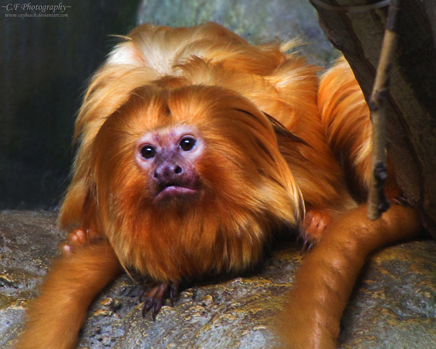 Golden Lion Tamarin 740