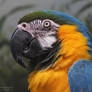 Blue and Gold Macaw 737