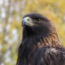 Golden Eagle