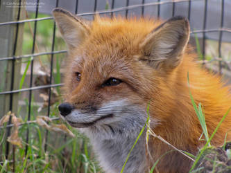 Red Fox