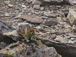 Pika