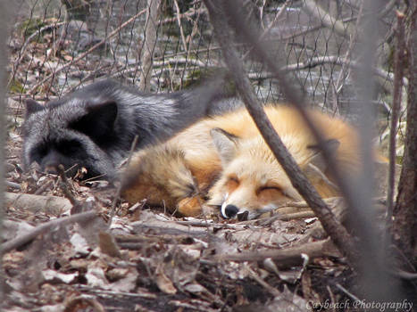 Sleeping Red Foxes