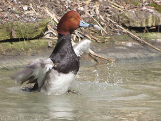 Redhead Duck