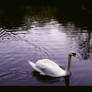 swan