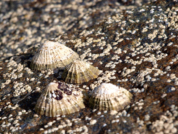 - Shells - by mystiquebluetopaz on DeviantArt
