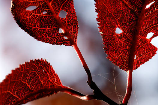 Red Leaves