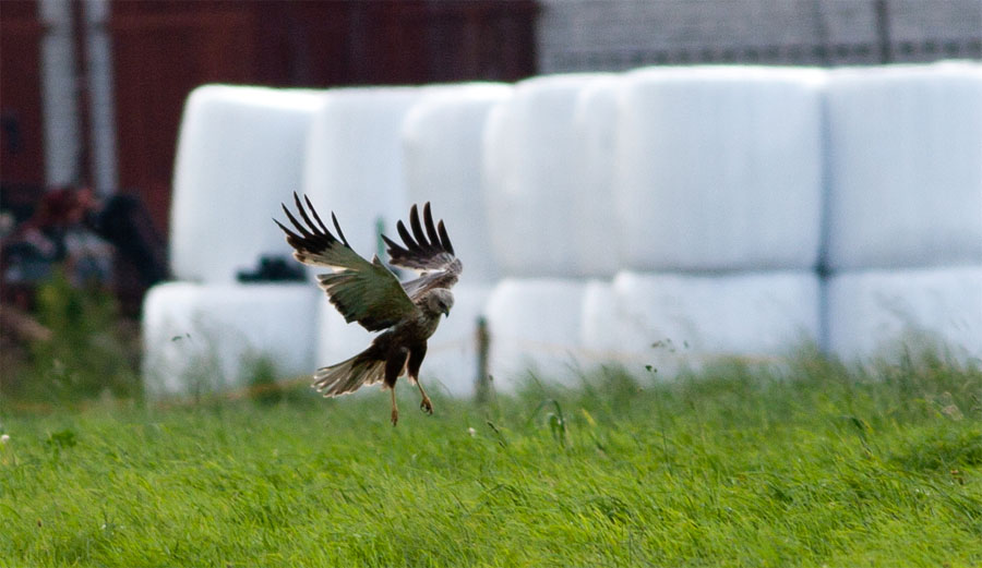 Montagu's Harrier