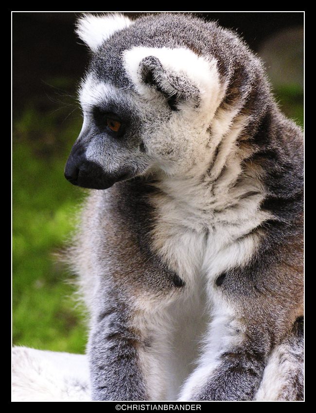 Lemur A