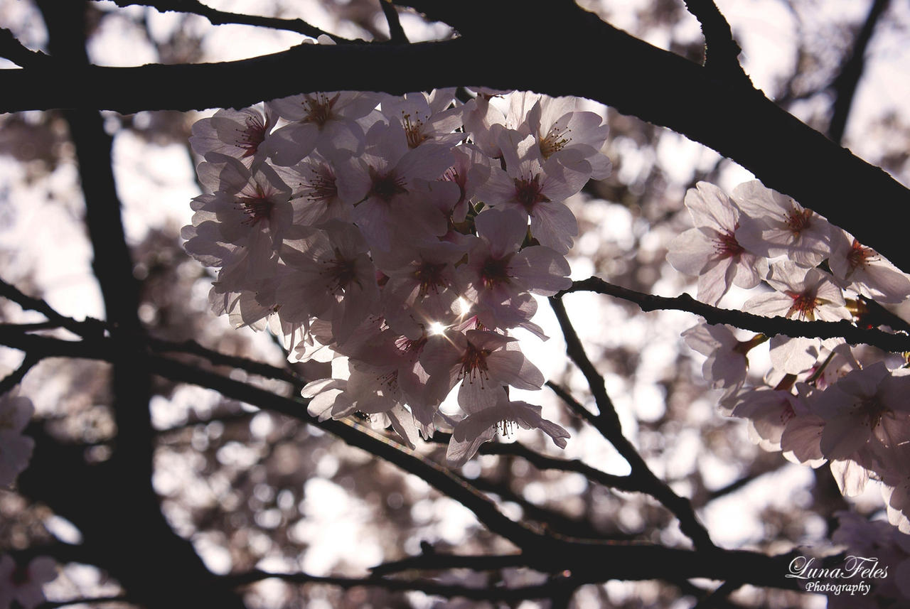 Japan 04 - Sakura