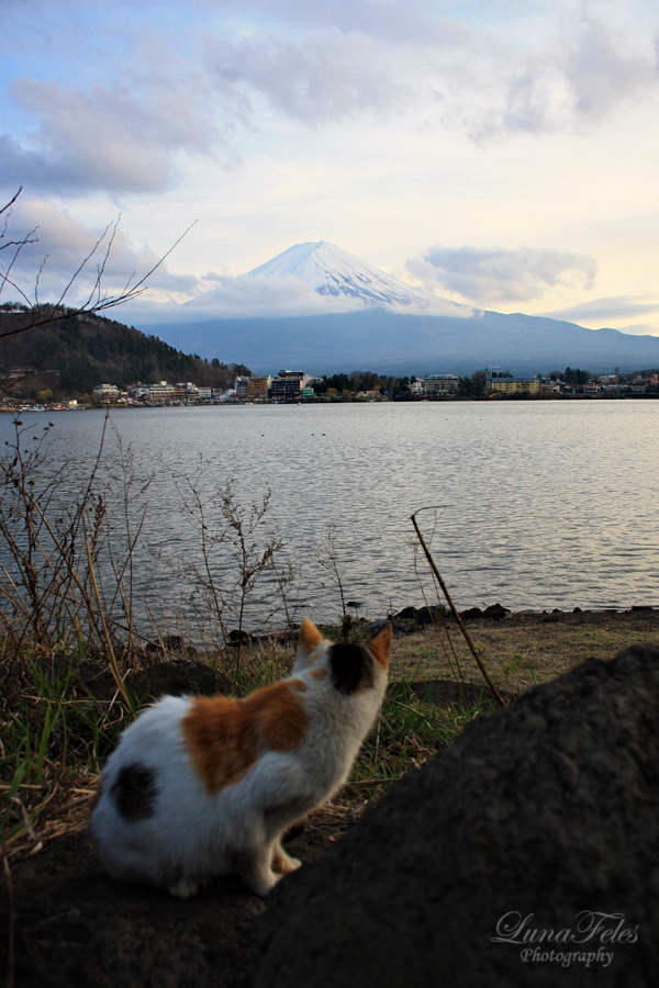 Mt. Fuji 5