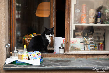 Cat in Prague by LunaFeles