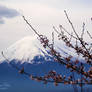 Mt. Fuji 6