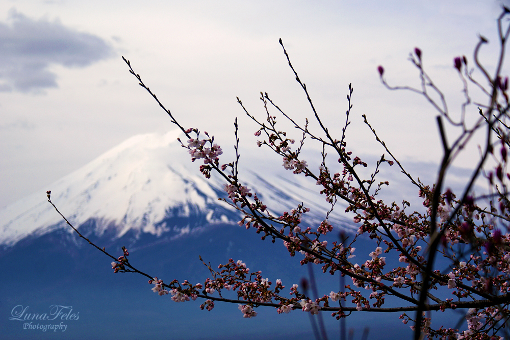 Mt. Fuji 6