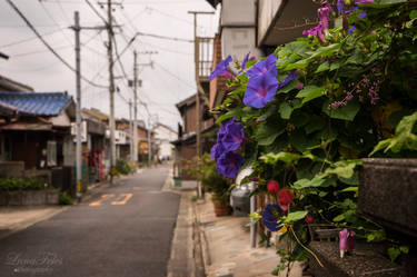 streets of Karatsu - flowers