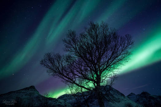 tree in the magical light.