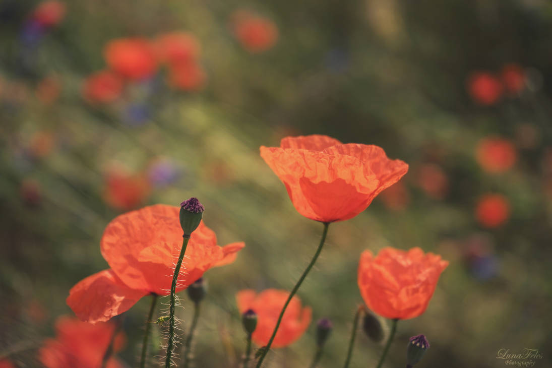 poppies.