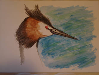 Great Crested Grebe