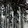 girl walks in a forest in winter