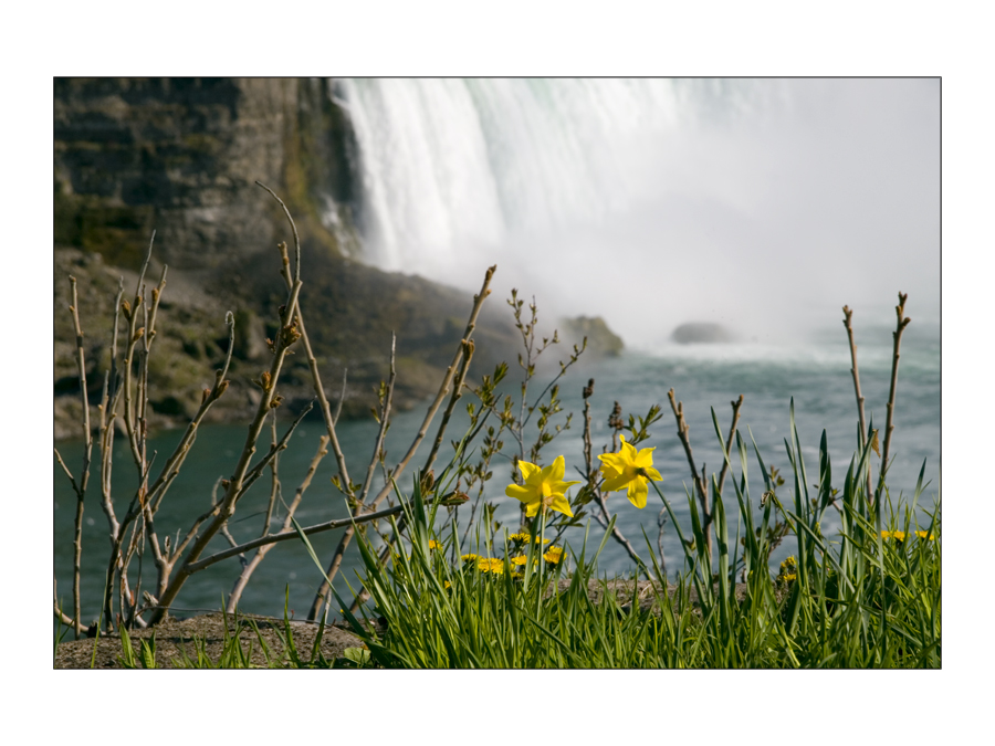 Daffodil at Niagara Falls
