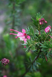 Glastonbell Flower 2