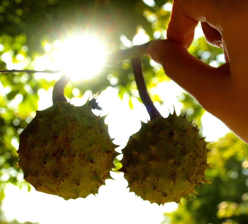 autumn fruits