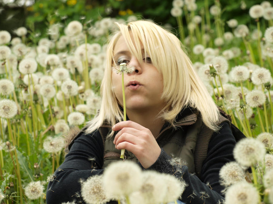 the meadow full of dandelions