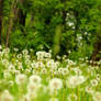 in among the tall grass.