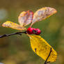 rowanberry